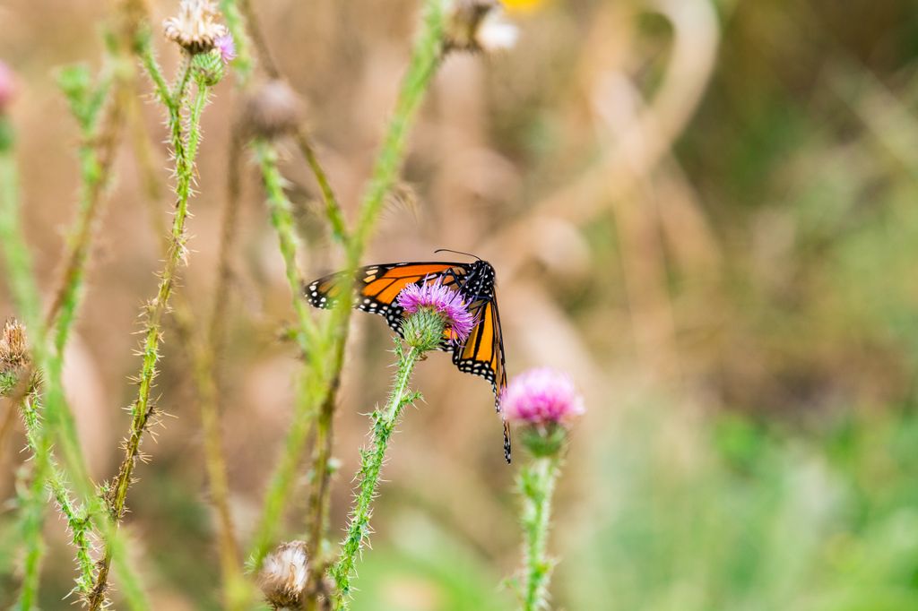 Bath County Pollinator